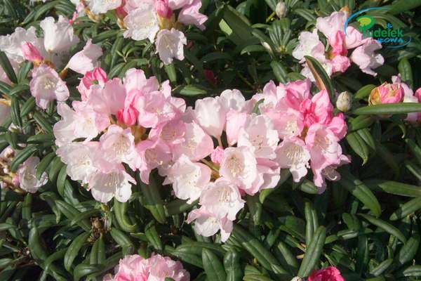 Rhododendron Makiyak